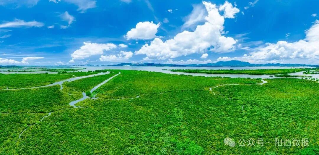 点赞！阳西县红树林湿地修复案例入选国家海洋环境监测中心参考案例