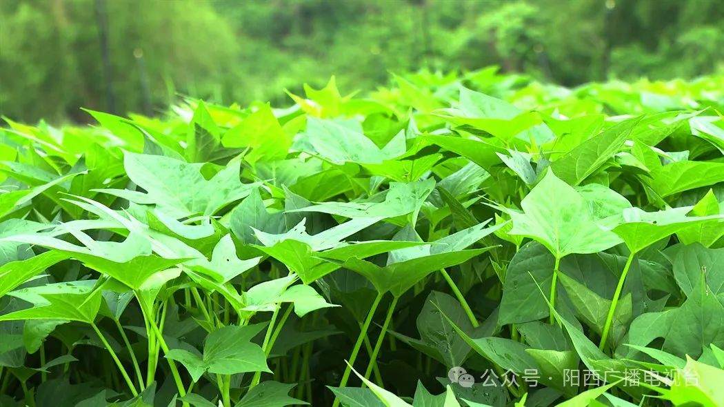 微信图片_8.jpg
